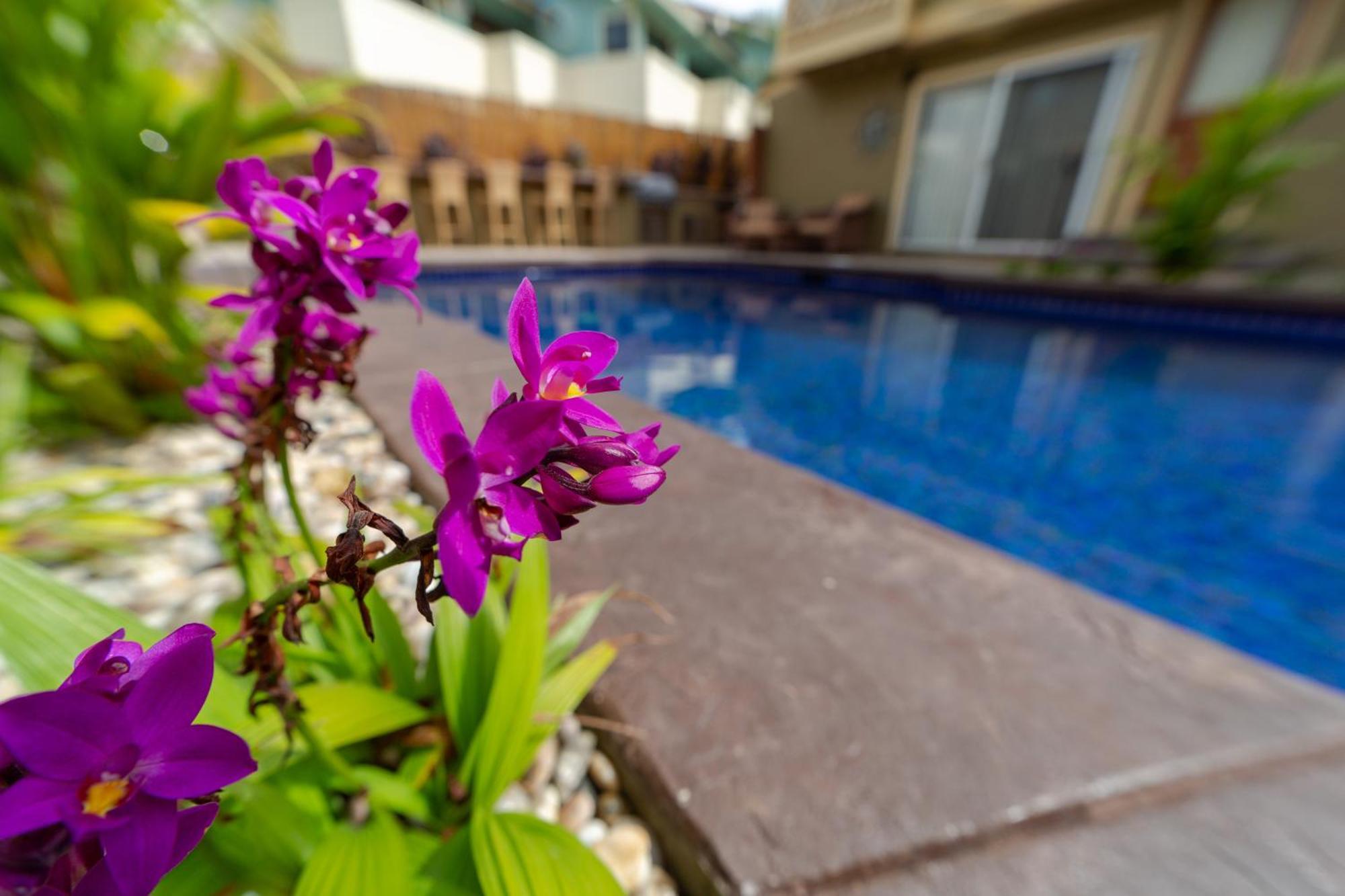 Lotus Suite, 1 Bedroom, Sleeps 4, Pool & Bbq, Pre-Renovation Summer Sale Kihei Eksteriør bilde