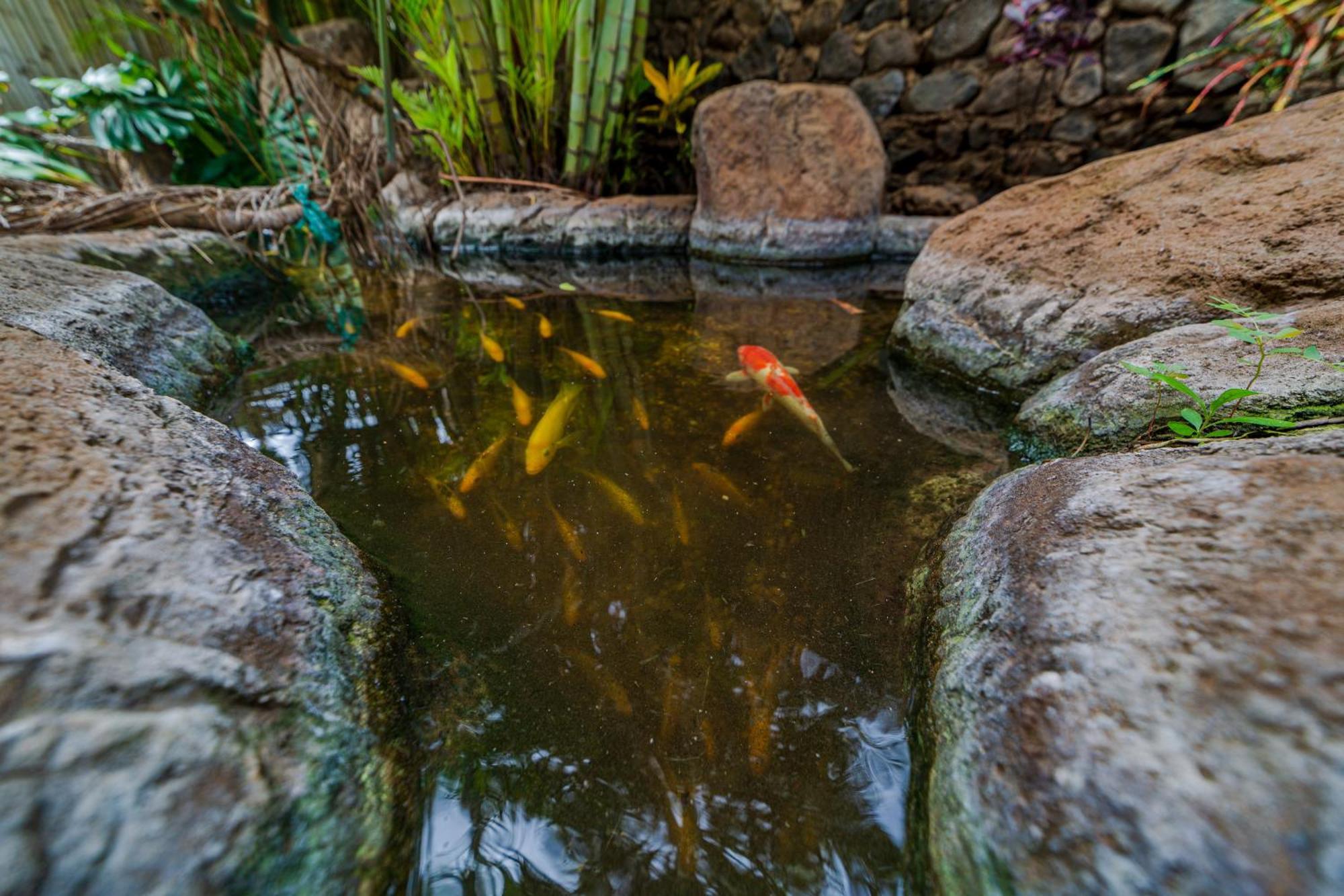 Lotus Suite, 1 Bedroom, Sleeps 4, Pool & Bbq, Pre-Renovation Summer Sale Kihei Eksteriør bilde